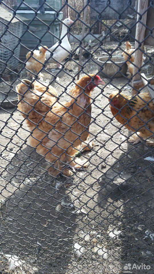 Цыплята палевая брама купить на Зозу.ру - фотография № 2