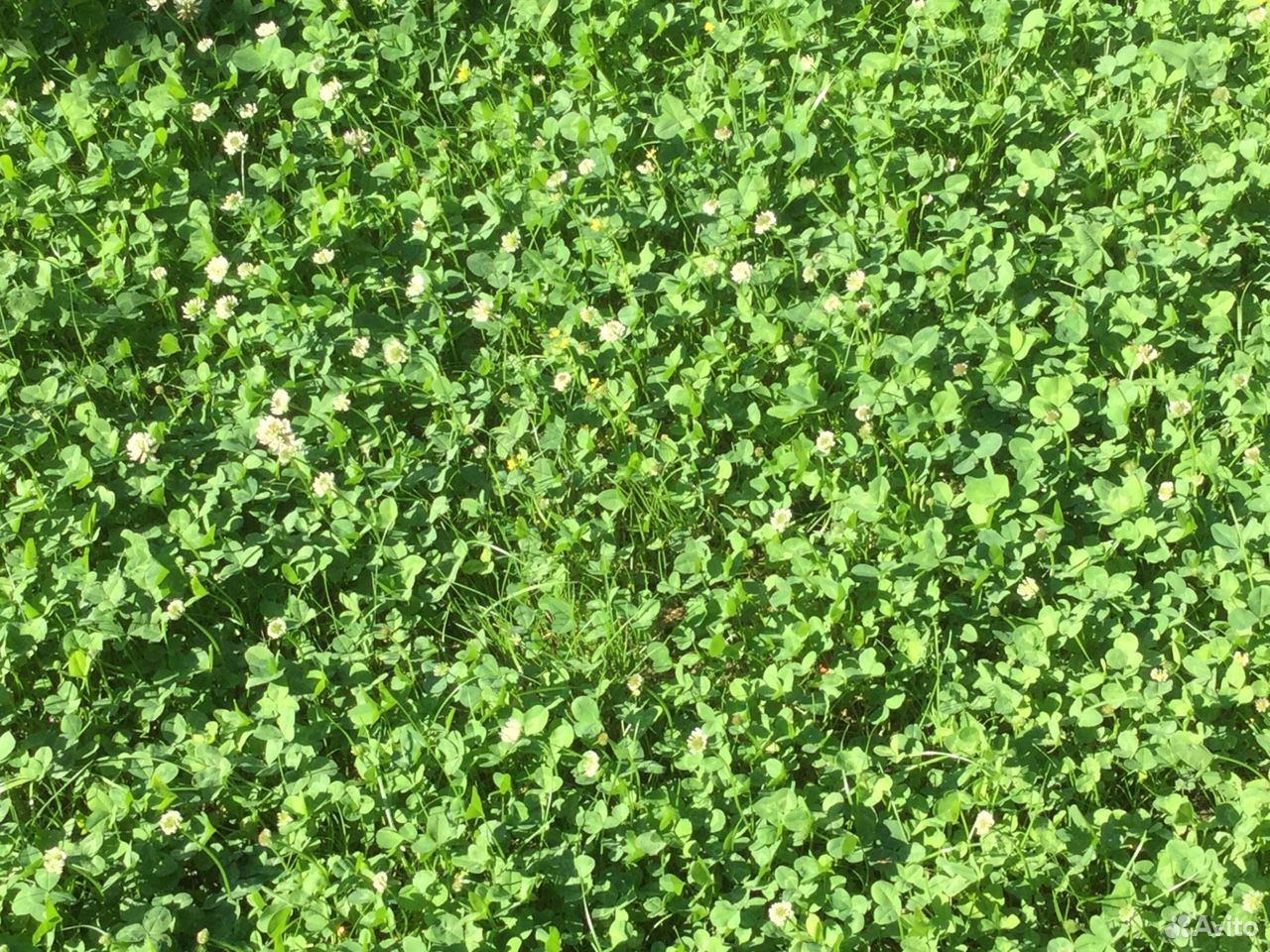 Свежескошенная трава, клевер купить на Зозу.ру - фотография № 2