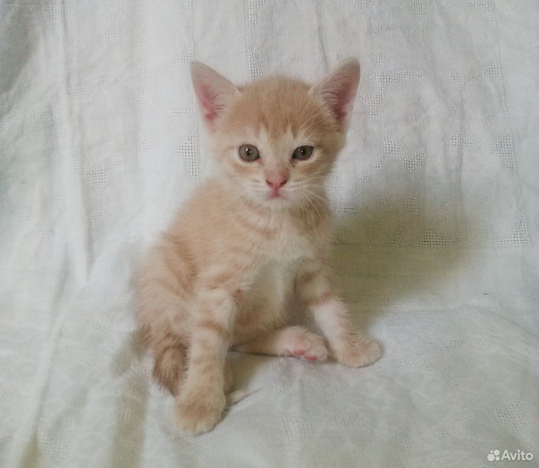 Котенок Варя в заботливые руки (1,5 месяца) купить на Зозу.ру - фотография № 1