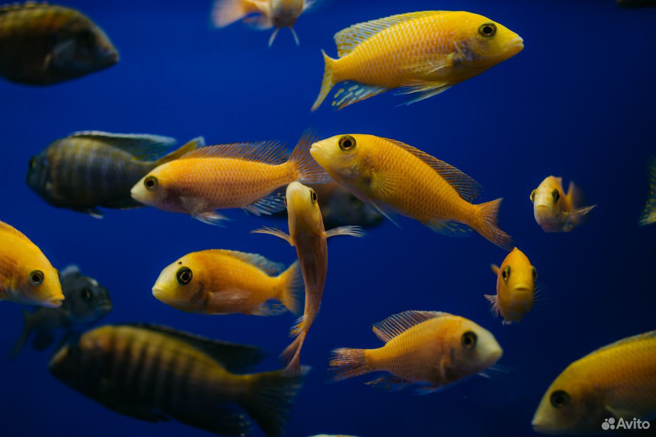 Шикарные аквариумные рыбки более 100 видов купить на Зозу.ру - фотография № 7