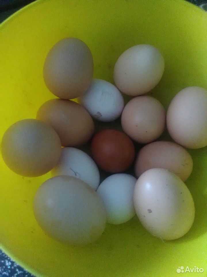 Яйца куриные купить на Зозу.ру - фотография № 3