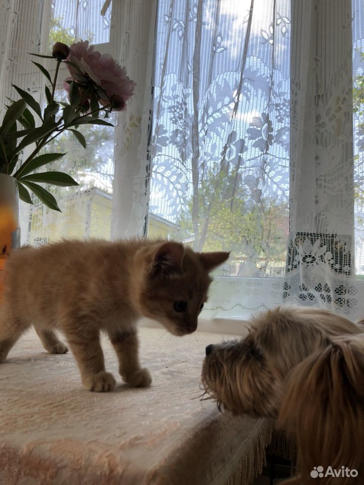 Котёнок девочка купить на Зозу.ру - фотография № 10