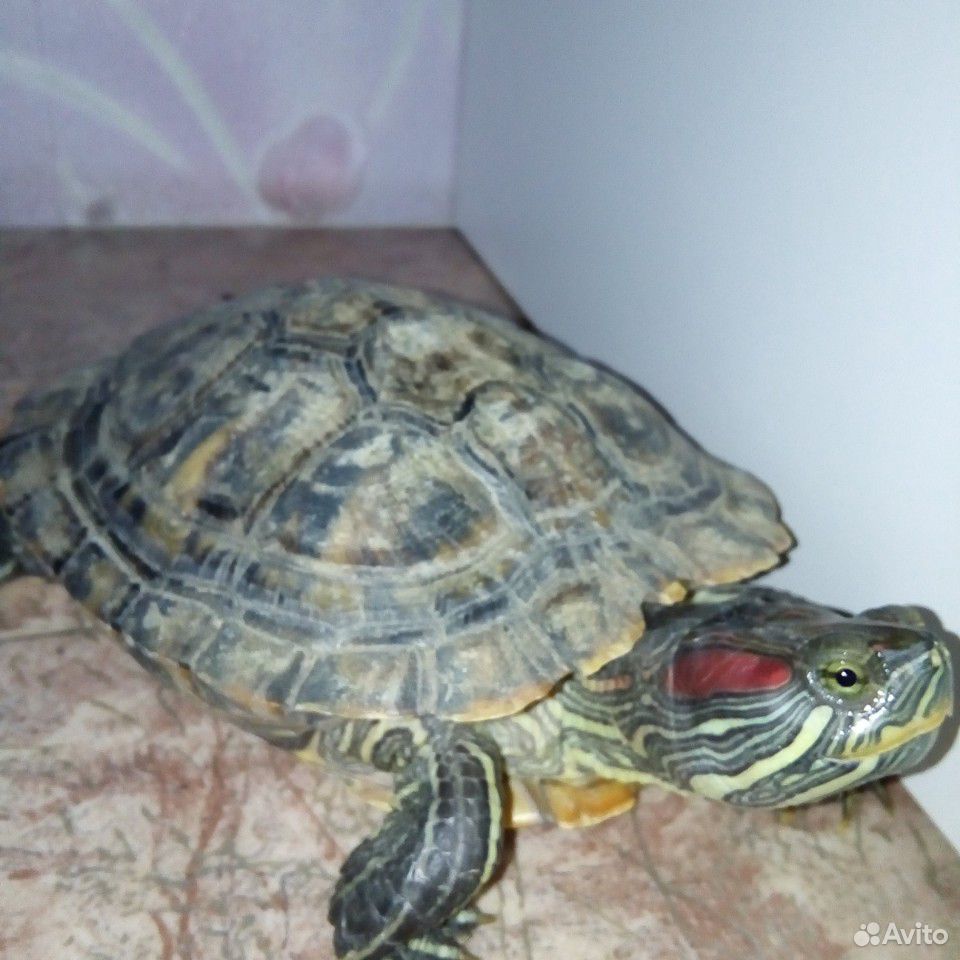 Красноухая черепаха(водная) купить на Зозу.ру - фотография № 1
