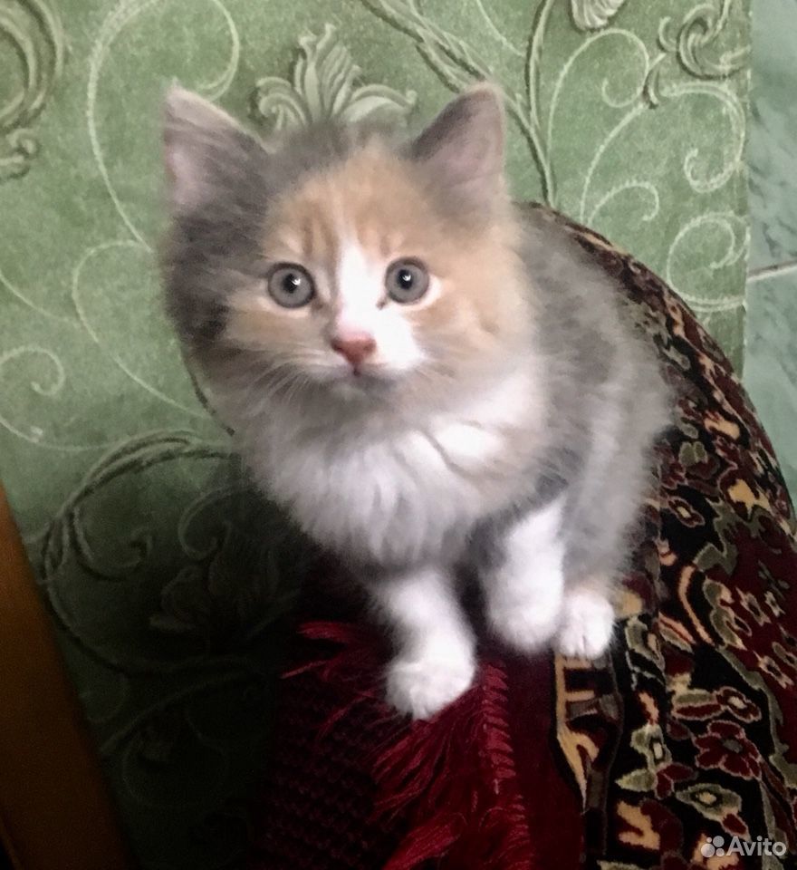 Трехцветные котята - счастье в дом купить на Зозу.ру - фотография № 3