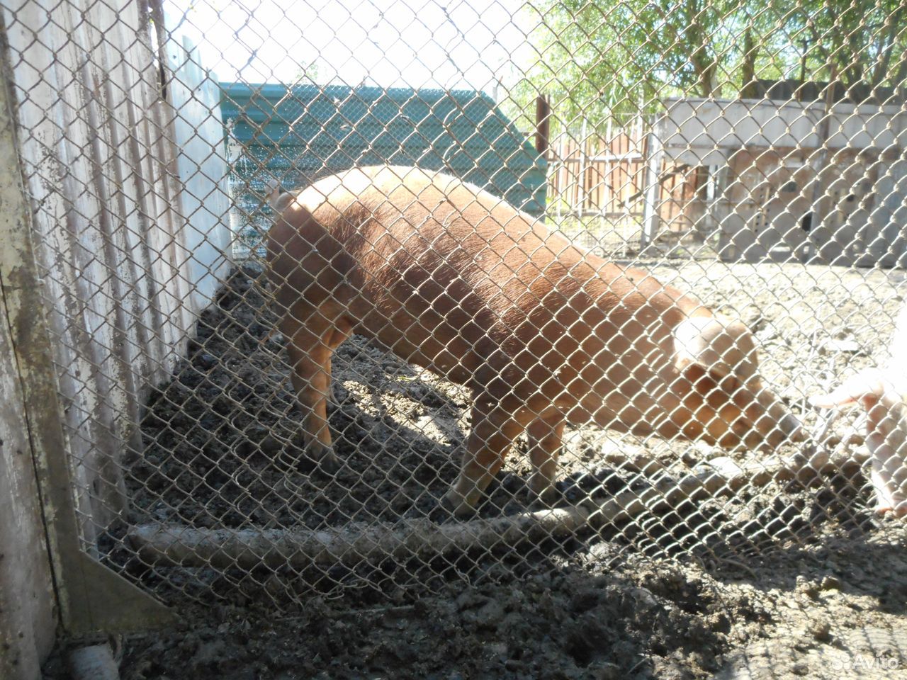 Хрячок и свинки- порода дюрок, свиньи на мясо купить на Зозу.ру - фотография № 4
