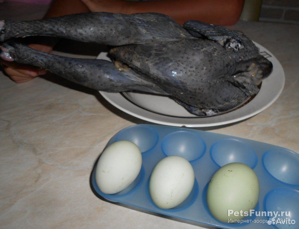 Инкубационное яйцо кур Ухейилюй купить на Зозу.ру - фотография № 3