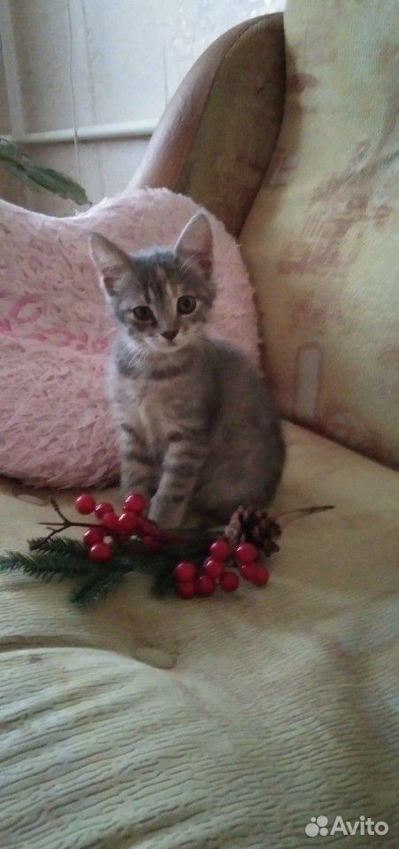 Дымчатый котенок купить на Зозу.ру - фотография № 1