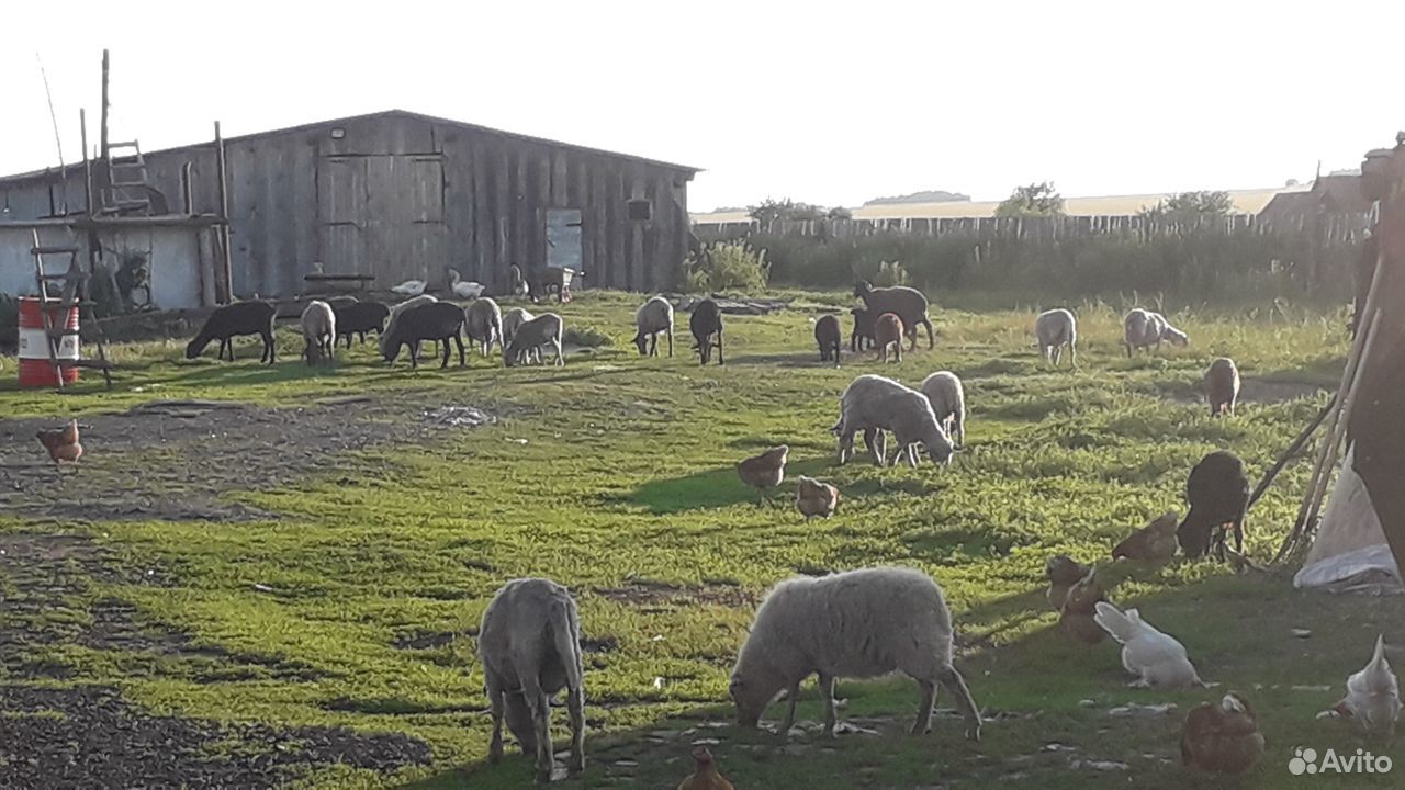 Овцы, бараны, ягнята купить на Зозу.ру - фотография № 2