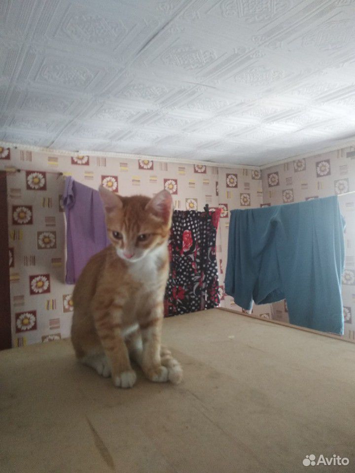 Отдадиим котиков в дорые руки купить на Зозу.ру - фотография № 3