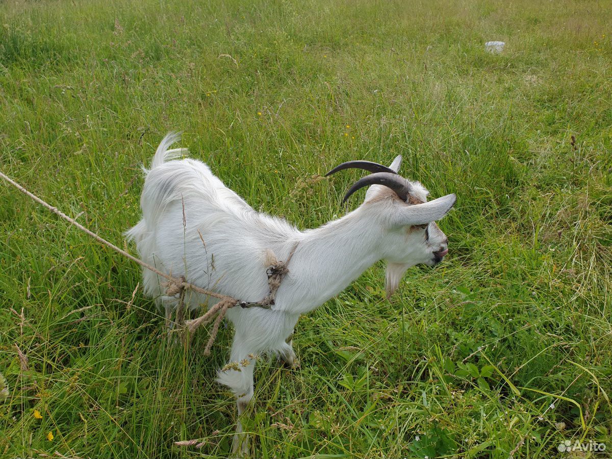 Молодая коза купить на Зозу.ру - фотография № 3