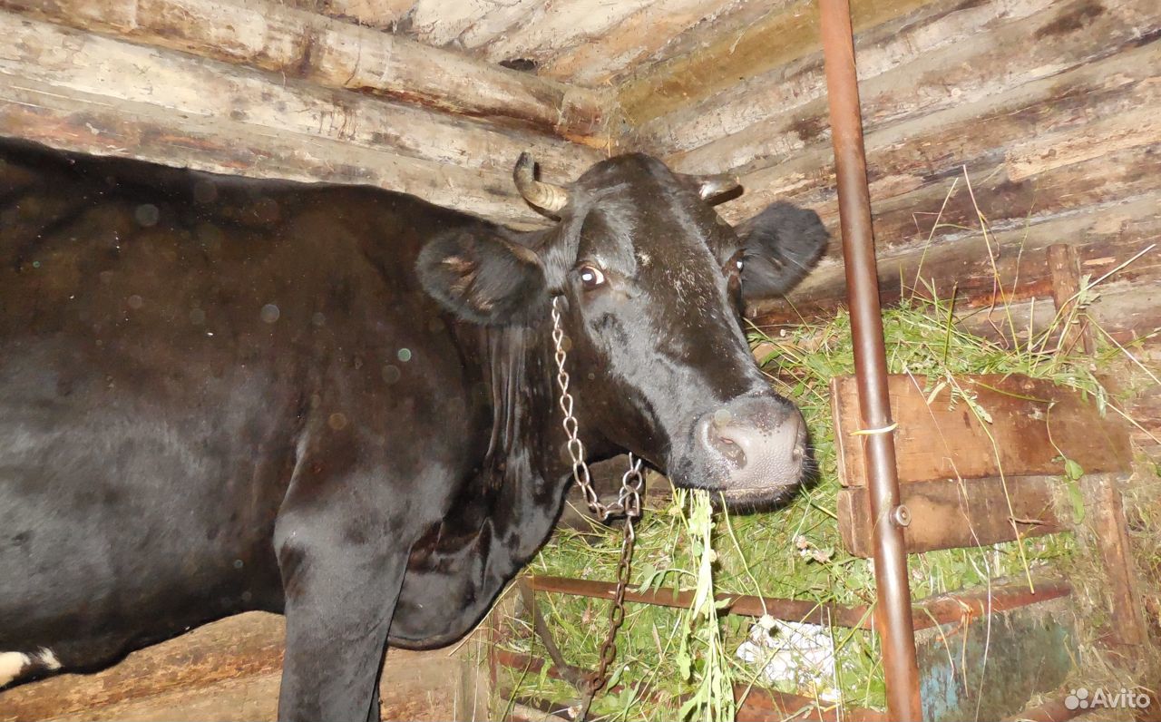 Проается корова купить на Зозу.ру - фотография № 4