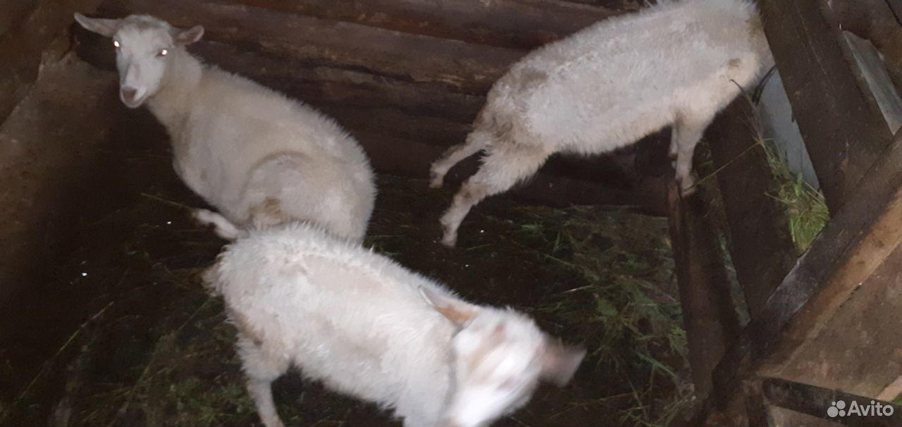Продаются дойные козы, козел и молодые козлята купить на Зозу.ру - фотография № 2