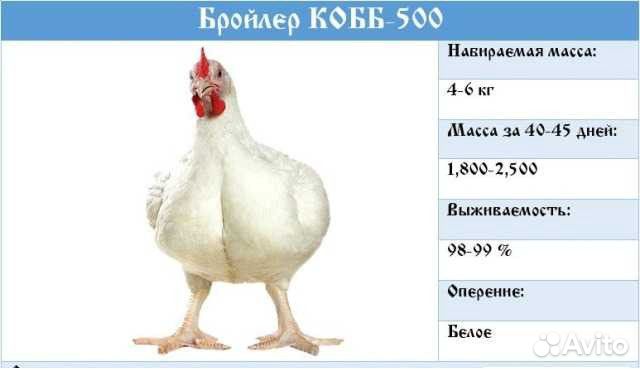 Бройлерные цыплята и несушка на мясо и на яйцо купить на Зозу.ру - фотография № 1