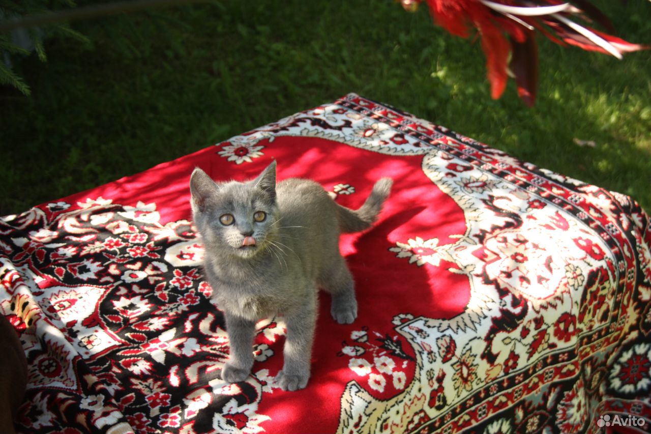 Котенок мимишка плюшечка купить на Зозу.ру - фотография № 3