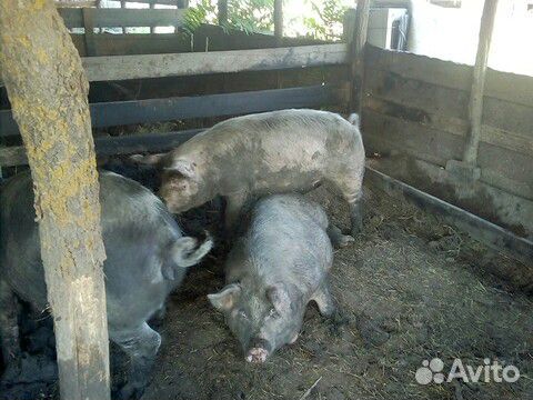 Сдам свиней на мясо купить на Зозу.ру - фотография № 3