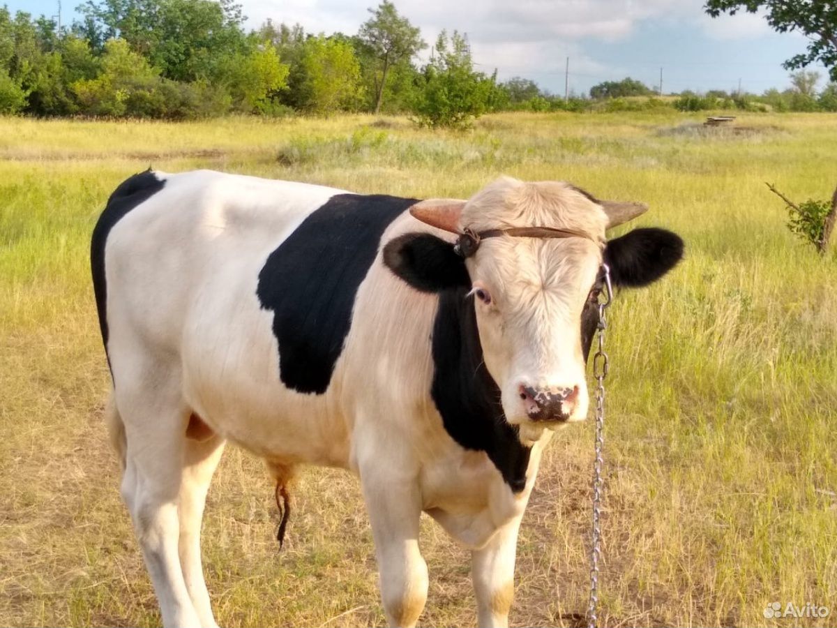 Корова высокоудойная с четвертым отёлом и бык купить на Зозу.ру - фотография № 7