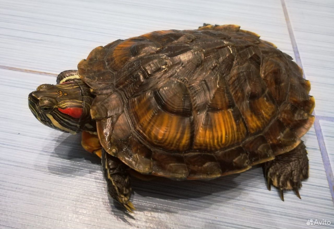 Черепаха красноухая 3 года бесплатно купить на Зозу.ру - фотография № 1