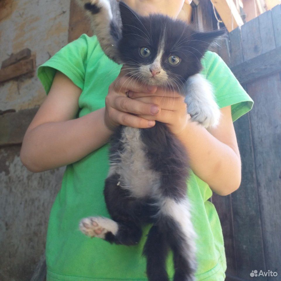 2 кошки и 1 кот купить на Зозу.ру - фотография № 3
