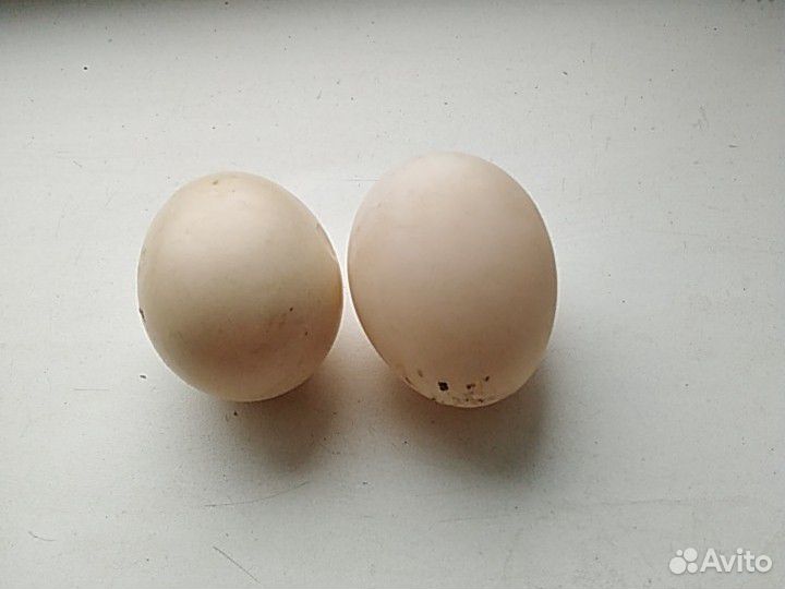 Яйцо мускусных уток купить на Зозу.ру - фотография № 1
