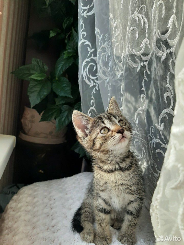 Котенок в добрые руки купить на Зозу.ру - фотография № 1