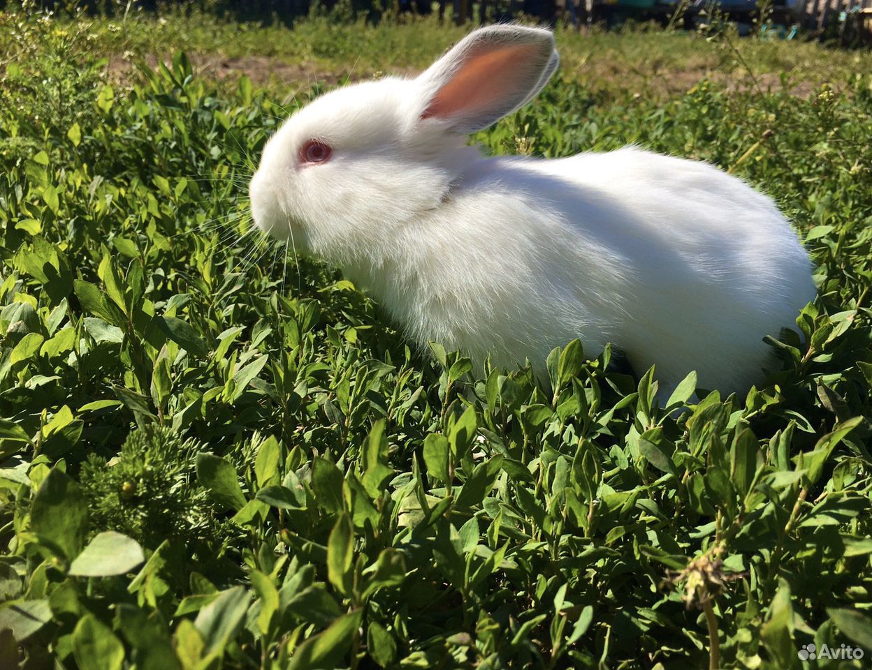 Калифорнийские белоснежные крольчата купить на Зозу.ру - фотография № 4