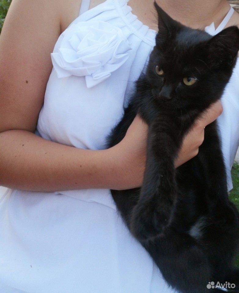 Кошка котёнок купить на Зозу.ру - фотография № 1