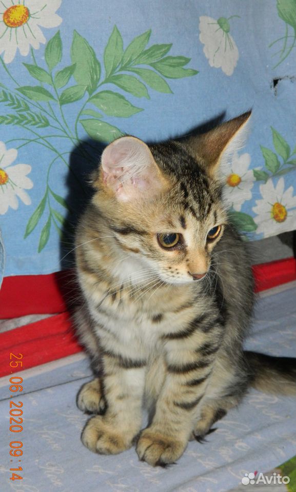В добрые руки котята бесплатно купить на Зозу.ру - фотография № 3