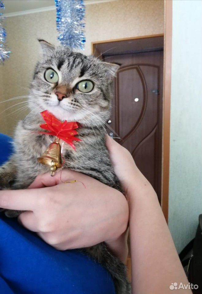 Котенок купить на Зозу.ру - фотография № 8