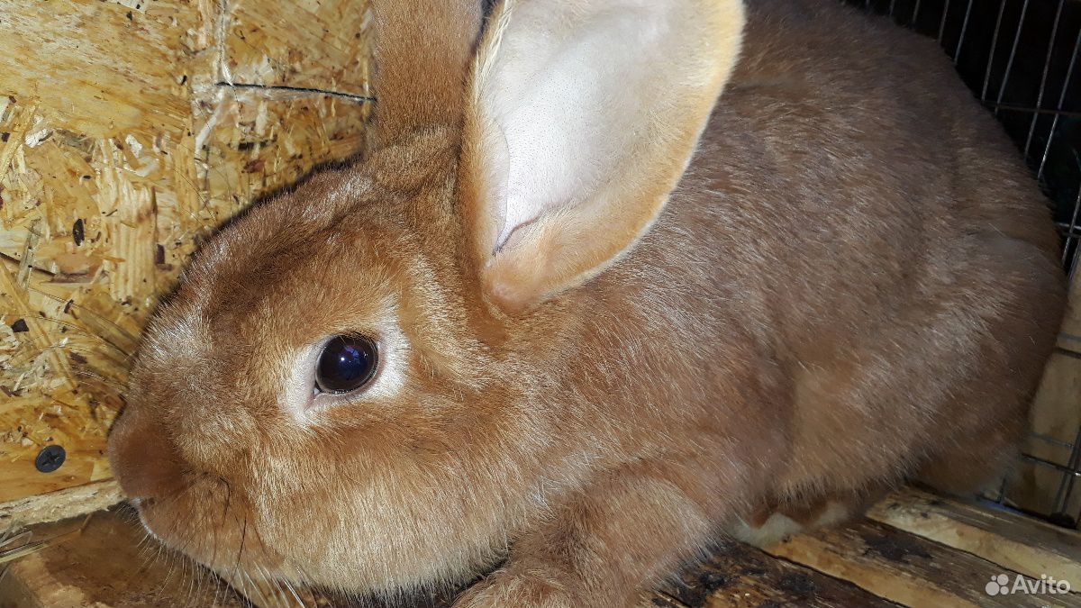 Новозеландская нзк кролики купить на Зозу.ру - фотография № 3