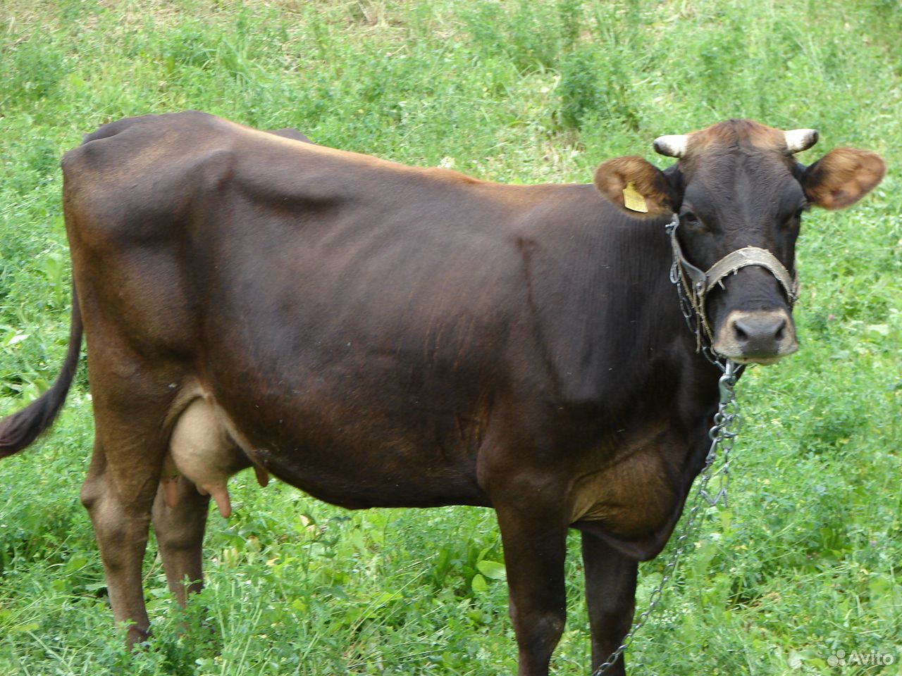 Меняю или продам одну дойную корову бычка две телк купить на Зозу.ру - фотография № 1