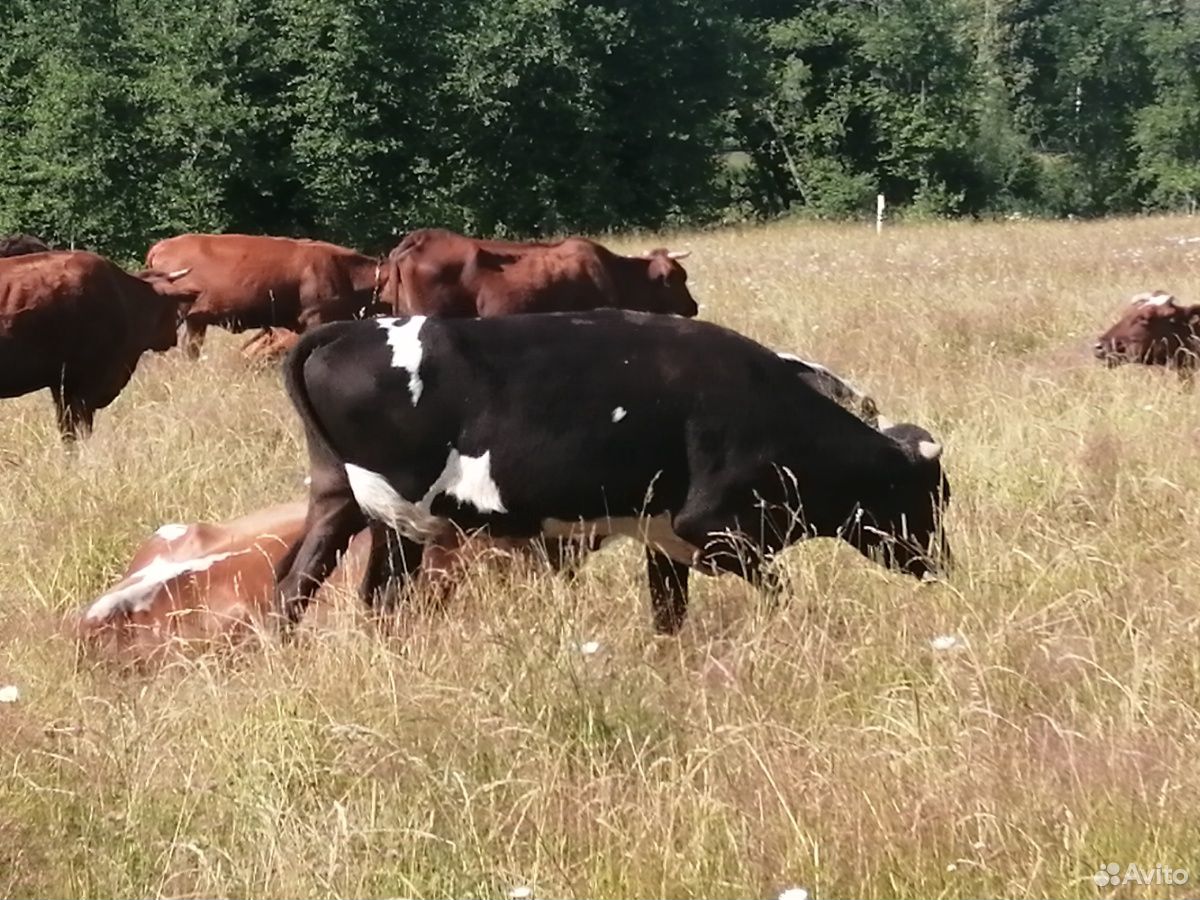 Корова, тёлка 2.5 года, бычок 1.5 годовалый, 2 тел купить на Зозу.ру - фотография № 8