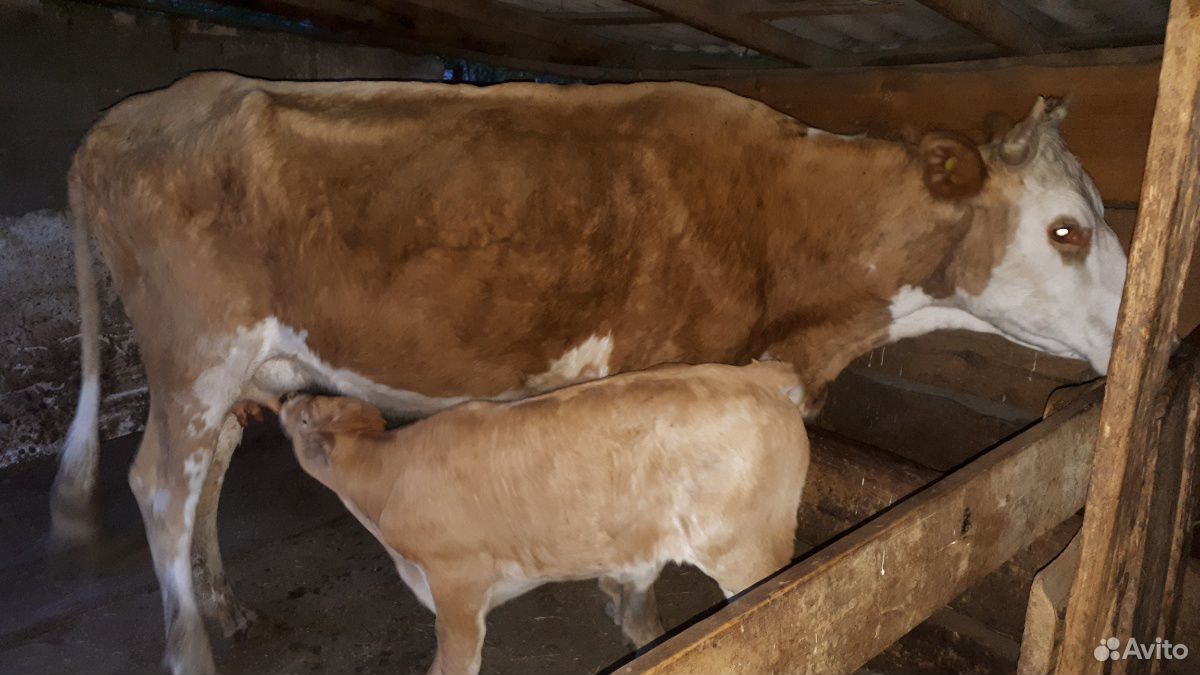 Продаю корову с теленком купить на Зозу.ру - фотография № 1