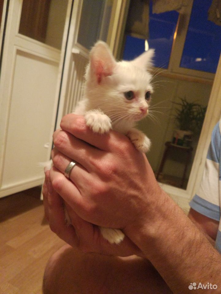 Белый котенок-девочка в добрые руки купить на Зозу.ру - фотография № 1