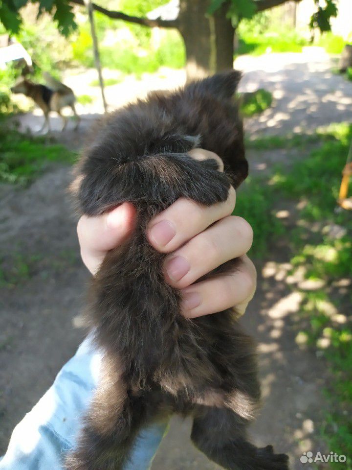 Котята отдам в хорошие руки купить на Зозу.ру - фотография № 1