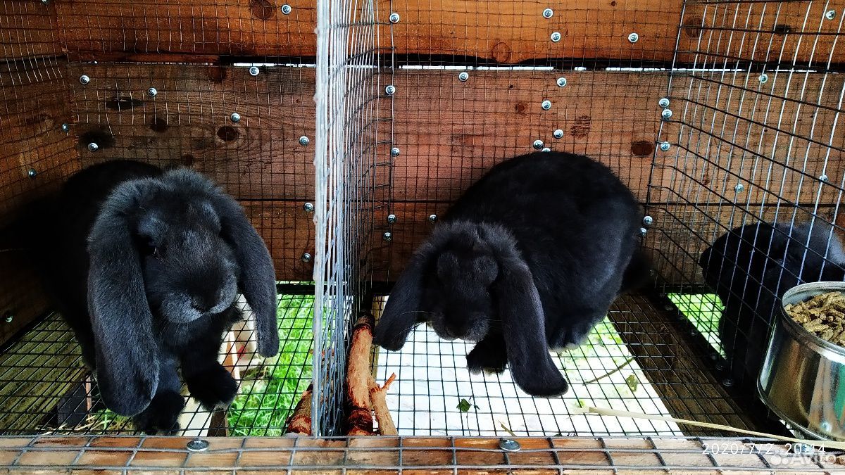 Крольчата Французский баран и Калифорния купить на Зозу.ру - фотография № 1
