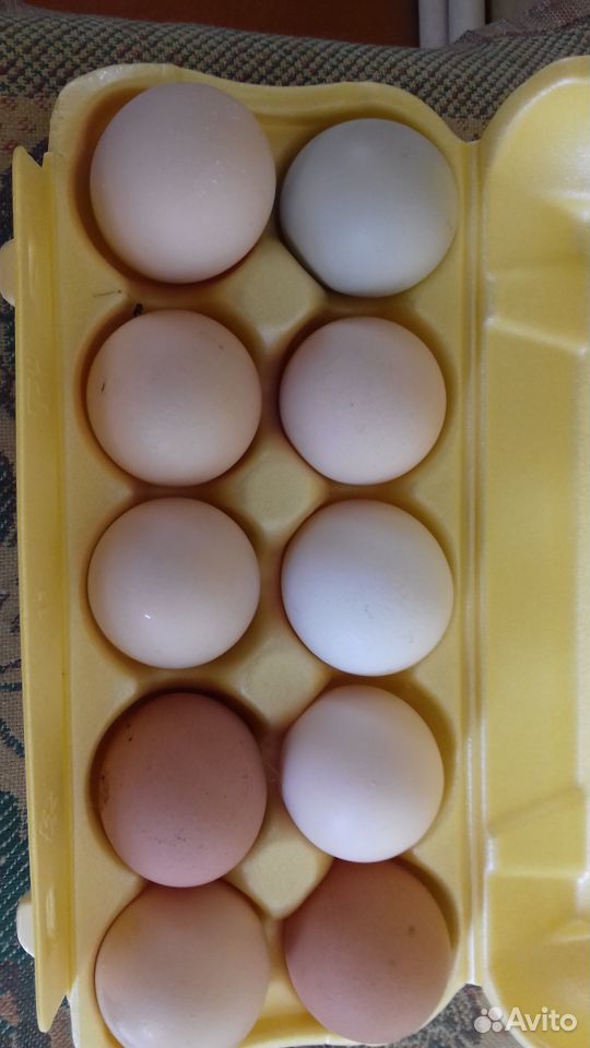 Инкубационное яйцо кур купить на Зозу.ру - фотография № 1