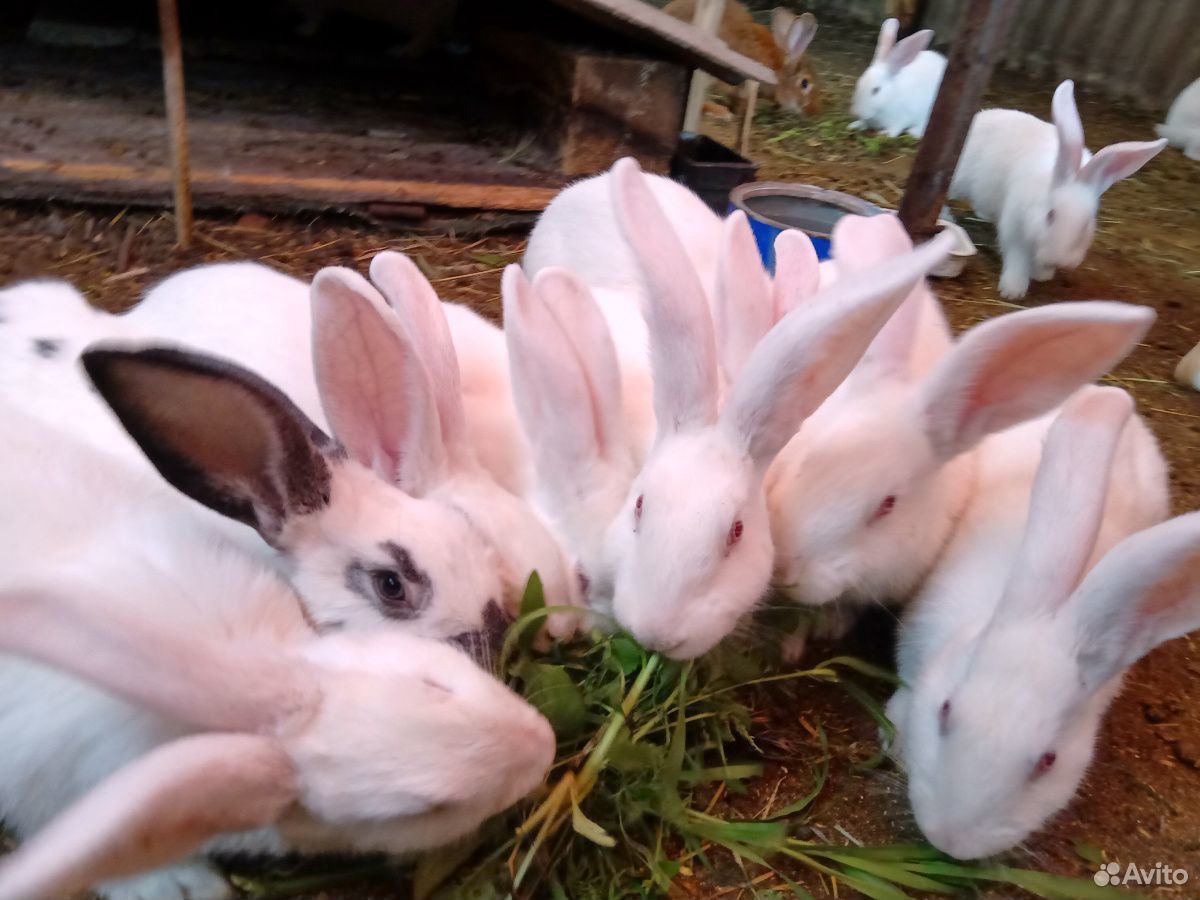 Обмен или продажа кроликов разных возрастов и поро купить на Зозу.ру - фотография № 2