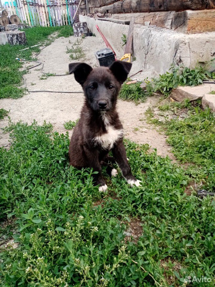Собака Лайка купить на Зозу.ру - фотография № 3