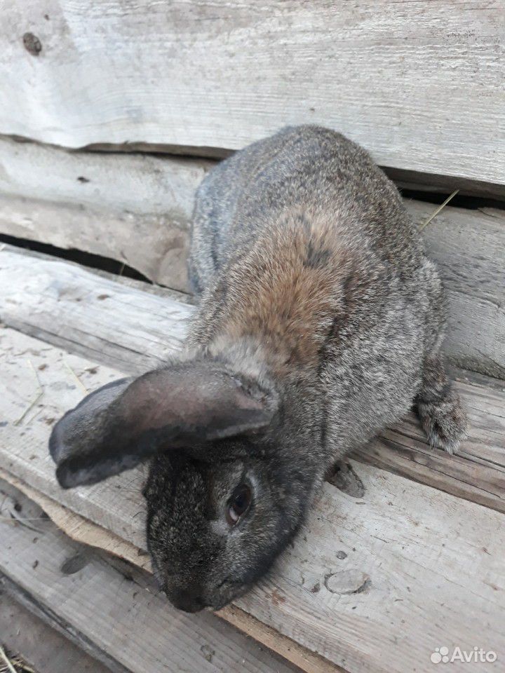 Кролики "серого великана" купить на Зозу.ру - фотография № 2