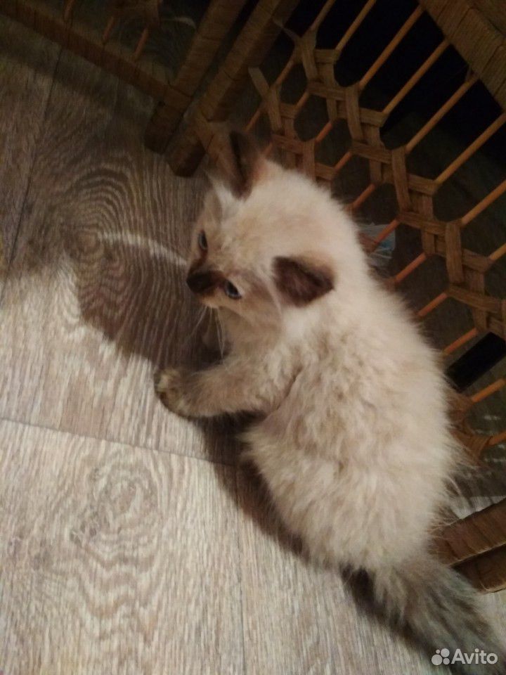 Котёнок породы Рэгдолл бесплатно купить на Зозу.ру - фотография № 3