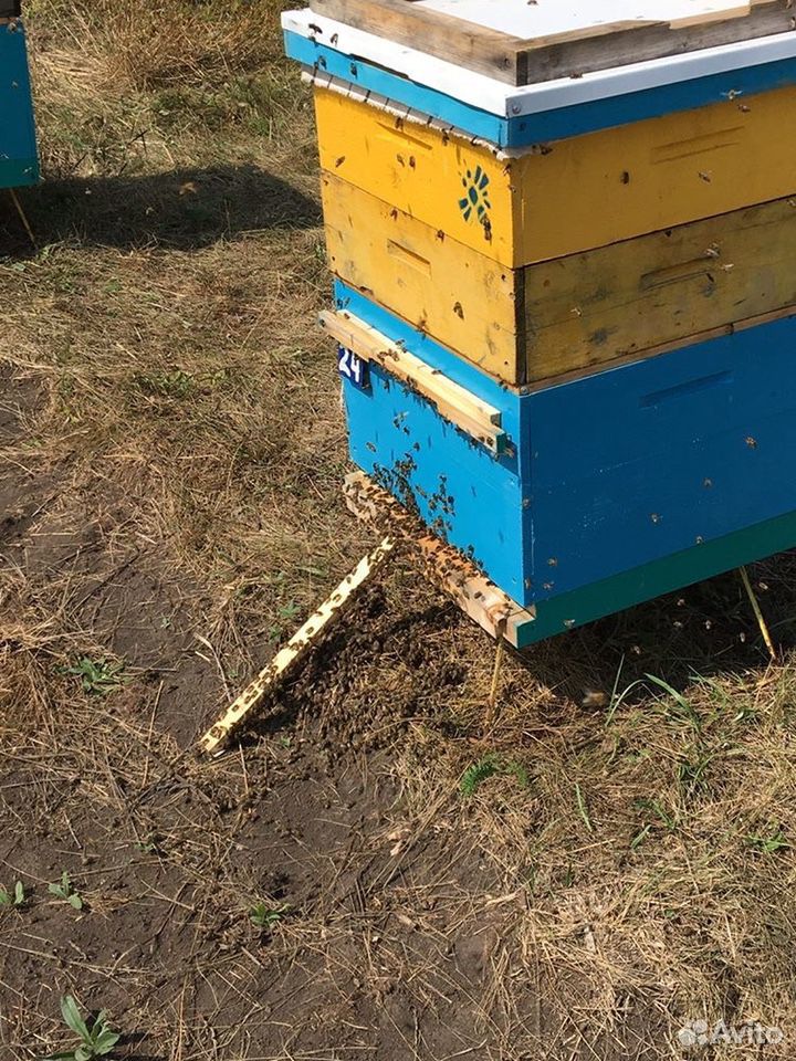 Настоящий алтайский мёд со своей пасеки купить на Зозу.ру - фотография № 3
