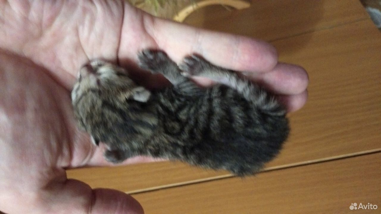 Котята Маленькая кошечка купить на Зозу.ру - фотография № 2