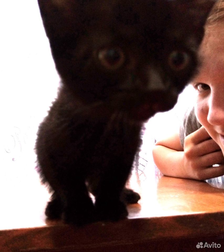 Счастливая черная кошка. Принесет вам удачу купить на Зозу.ру - фотография № 2