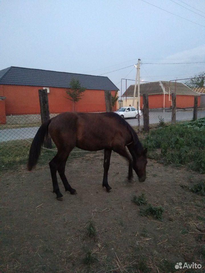 Лошадь. бычок 3 месяца и тёлка купить на Зозу.ру - фотография № 1