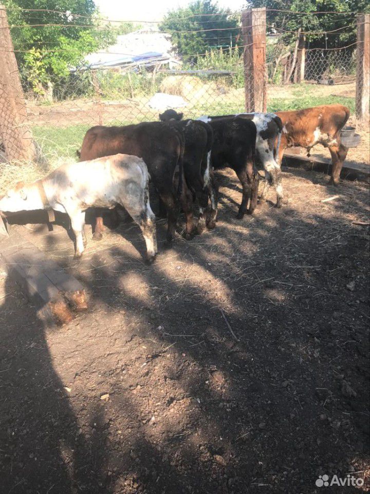 Коровы,быки,телята купить на Зозу.ру - фотография № 6