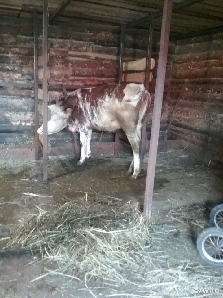 Продам 2-х телок возраст 1 год на корову породы си купить на Зозу.ру - фотография № 8