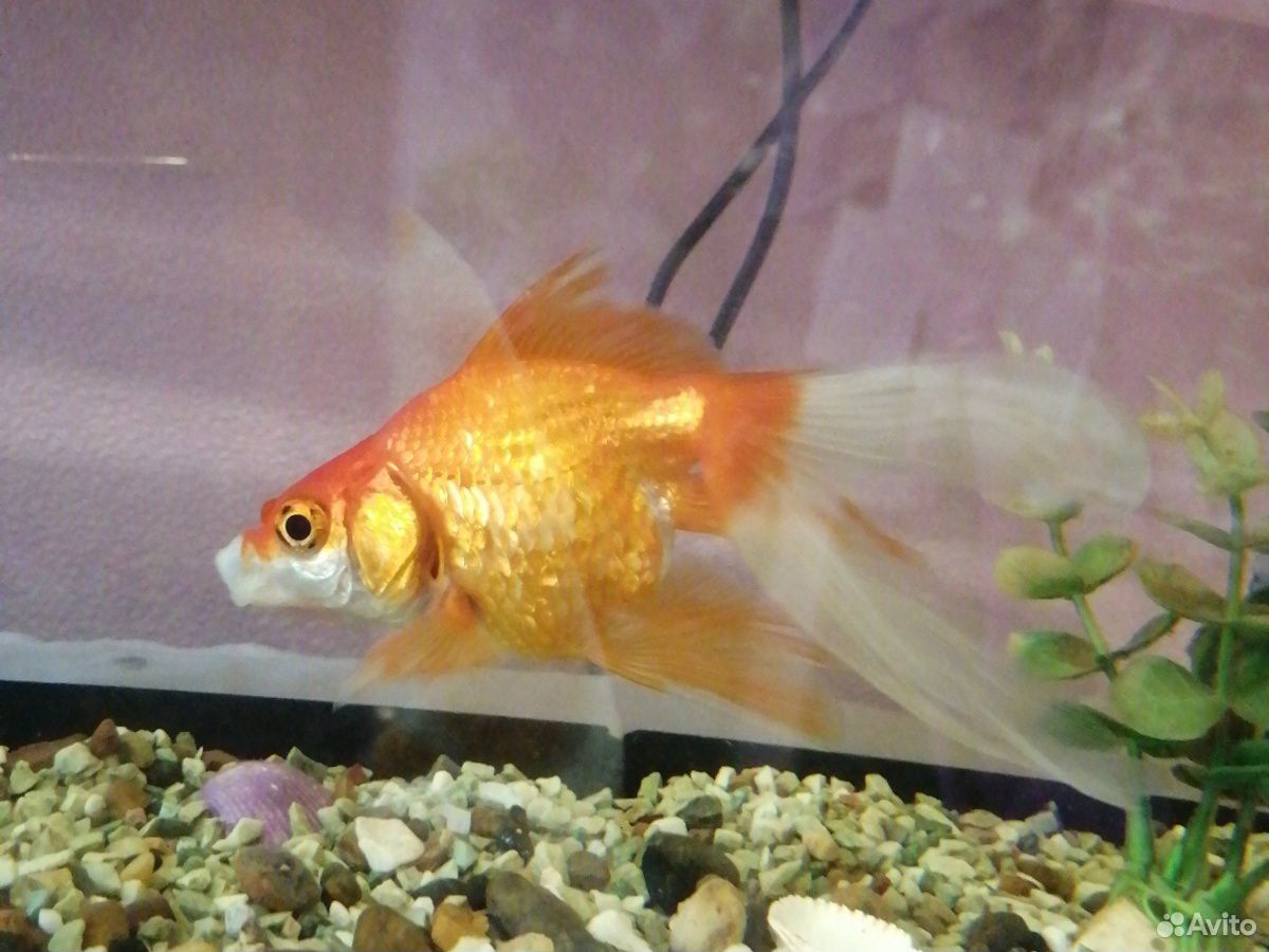Золотая рыбка с аквариумом купить на Зозу.ру - фотография № 5