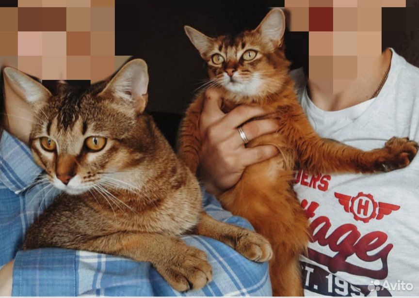 Продам аббисинских котят купить на Зозу.ру - фотография № 7