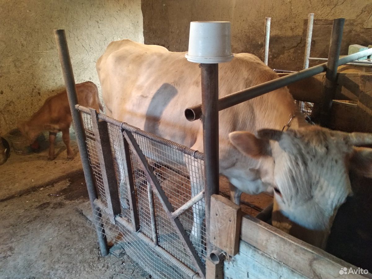 Корова с телеком купить на Зозу.ру - фотография № 3