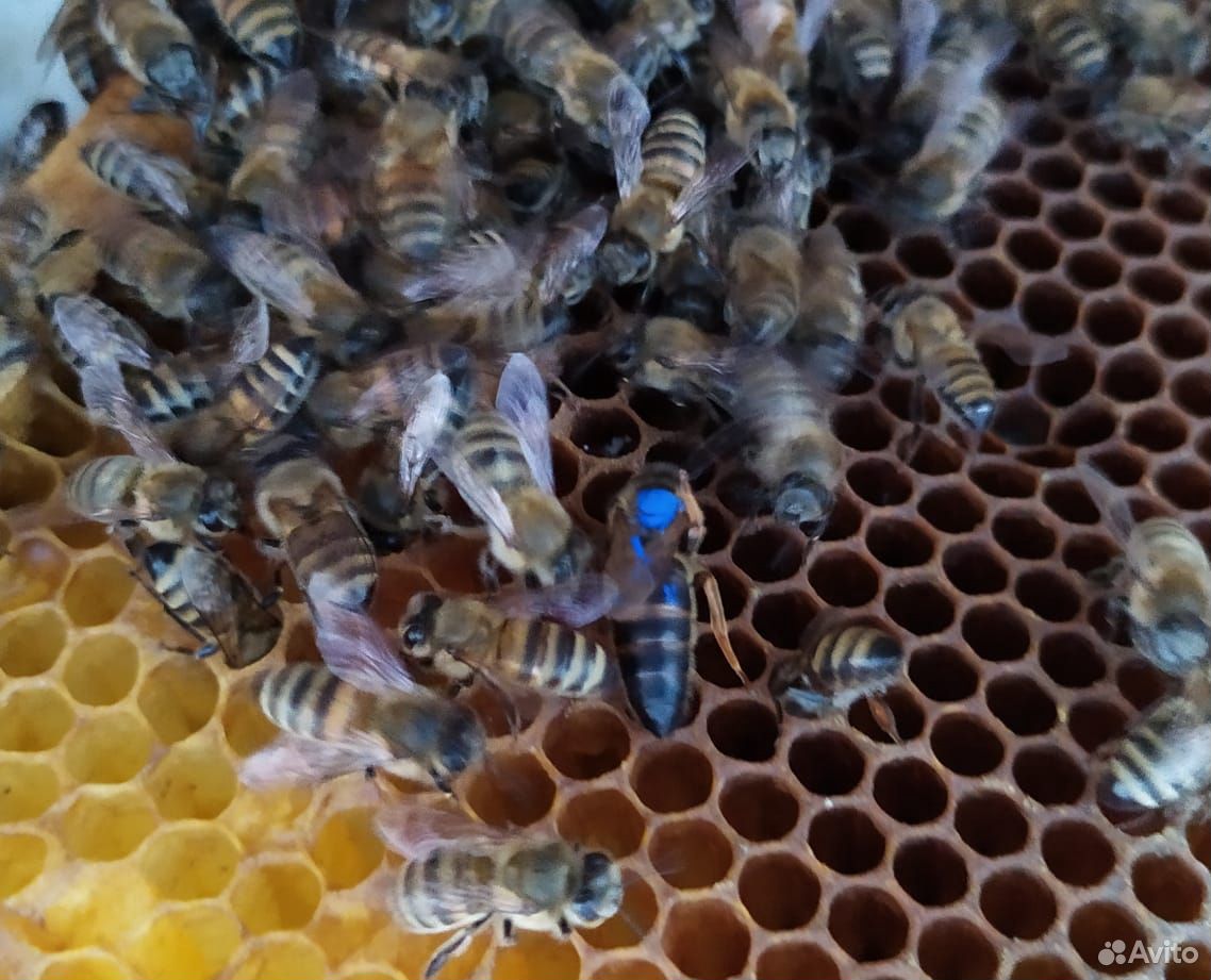 Пчелы матки купить на Зозу.ру - фотография № 1